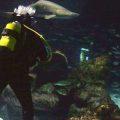 Plonger du bord avec les requins dans l'aquarium de Barcelone