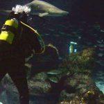 Plonger du bord avec les requins dans l’aquarium de Barcelone