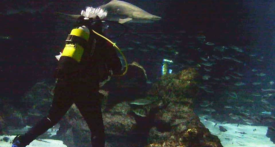 Plonger du bord avec les requins dans l'aquarium de Barcelone