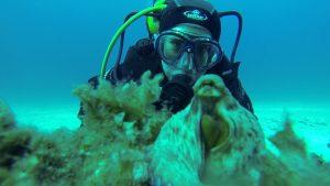 pour eviter le mal de mer, plongez du bord !